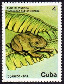 Cuban Treefrog (Osteopilus septentrionalis)