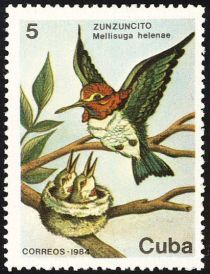 Bee Hummingbird (Mellisuga helenae)