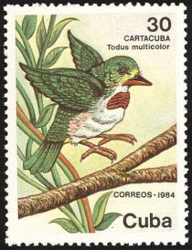 Cuban Tody (Todus multicolor)