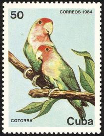 Rosy-faced Lovebird (Agapornis roseicollis)