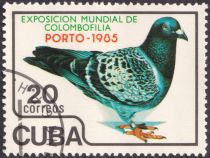 Carrier Pigeon (Columba livia forma domestica)