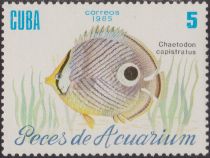 Foureye Butterflyfish (Chaetodon capistratus)