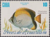 Reef Butterflyfish (Chaetodon sedentarius)