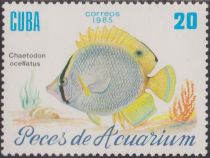 Spotfin Butterflyfish (Chaetodon ocellatus)