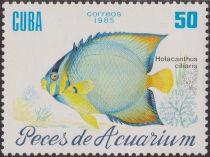 Queen Angelfish (Holacanthus ciliaris)