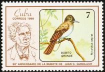 La Sagra's Flycatcher (Myiarchus sagrae)