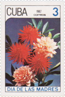 Dahlias