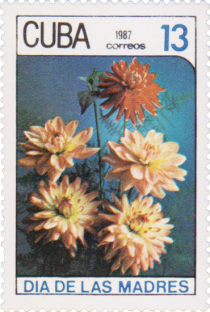 Decorative dahlias