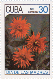 Cactus dahlias