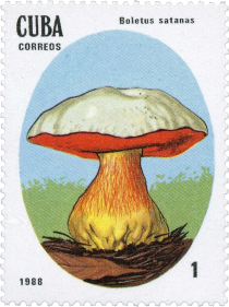 Boletus satanas