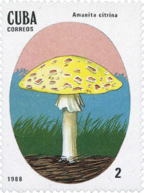 Amanita citrina