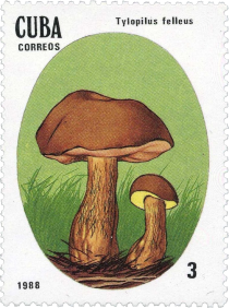 Tylopilus felleus