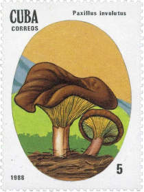 Paxillus involutus