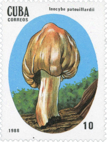 Inocybe patouillardii