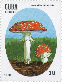 Amanita Muscaria