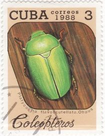 Emerald Colored Beetle (Platycoelia flavoscutellata)