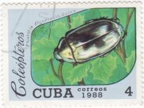 Scarab Beetle (Plusiotis argenteola)