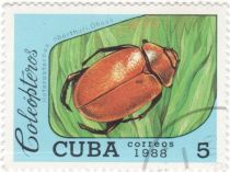 Scarab Beetle (Heterosternus oberthuri)