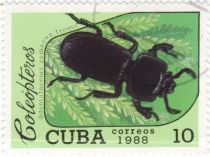 Bess Beetle (Odontotaenius zodiacus)