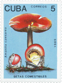 Amanita caesarea