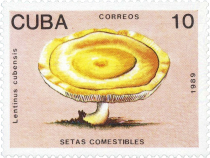 Lentinus cubensis