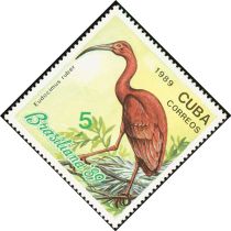 Scarlet Ibis (Eudocimus ruber)