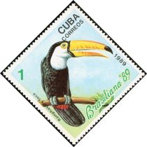 Common Toucan (Ramphastos toco)