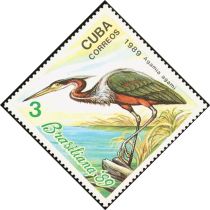 Agami Heron (Agamia agami)