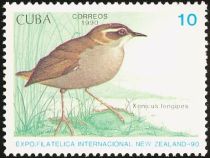 Bush Wren (Xenicus longipes)