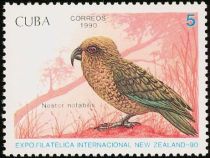 Kea (Nestor notabilis)