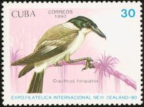 Grey Butcherbird (Cracticus torquatus)