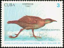 Weka (Gallirallus australis)