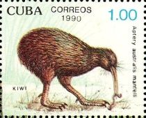 North Island Brown Kiwi (Apteryx australis mantelli)