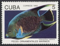 Blue Angelfish (Holacanthus isabelita)