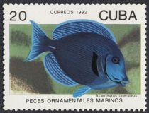 Blue Tang (Acanthurus coeruleus)