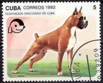 German Boxer (Canis lupus familiaris)