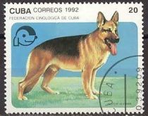 German Shepherd (Canis lupus familiaris)