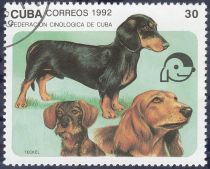 Dachshund (Canis lupus familiaris)