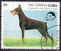 Doberman Pinscher (Canis lupus familiaris)