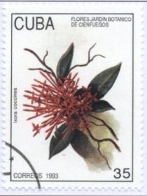 Ixora coccinea