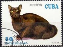 Havana Cat (Felis silvestris catus)