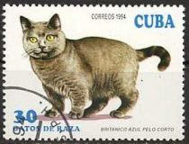 British Blue Shorthair (Felis silvestris catus)