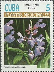 Salvia officinalis