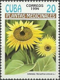 Helianthus annuus