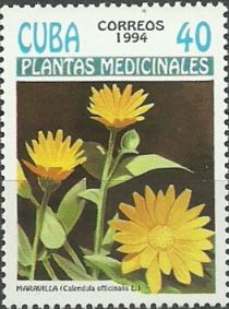 Calendula officinalis