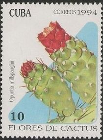 Opuntia millspaughii