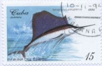 Indo-Pacific Sailfish (Istiophorus platypterus)