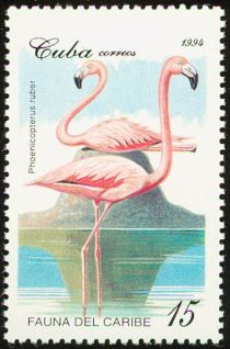 Caribbean Flamingo (Phoenicopterus ruber)