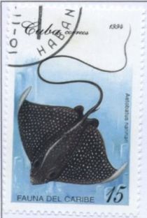 Spotted Eagle Ray (Aetobatus narinari)