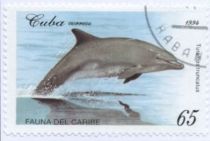 Common Bottlenose Dolphin (Tursiops truncatus)